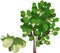 Common hazel Corylus avellana plant with green foliage and unripe nuts