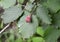 Common hazel, form dark-purple Corylus avellana L. H.Karst. f Purpurea, nut and leaves