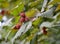 Common hazel, form dark purple Corylus avellana L. H.Karst. f. Purpurea, nuts on a branch