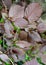 Common hazel, form purple Corylus avellana L. H.Karst. f. Purpurea, leaves close up