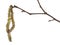 Common hazel tree twig with male and female catkins isolated on white background. Corylus avellana, monoecious plant.