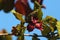 Common hazelnut tree, green leaves and red fruits