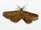 Common Heath, Ematurga atomaria, moth, Geometridae