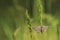 Common heath moth