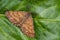 Common Heath moth - Ematurga atomaria