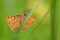 Common Heath moth - Ematurga atomaria