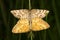 A Common Heath moth mating (Ematurga atomaria)
