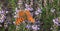 Common Heather Calluna vulgaris with Comma butterfly