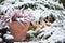 Common heather, Calluna vulgaris, in flower pot covered with snow