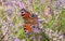 Common Heather Calluna vulgaris with Peacock butterfly