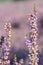 Common heather Calluna vulgaris pink flowers in close-up