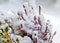 Common heather covered with snow