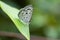 Common Hedge Blue on a leaf