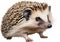 Common Hedgehog. Close-up image of Common Hedgehog. Generative AI.