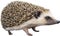 Common Hedgehog. Close-up image of Common Hedgehog. Generative AI.