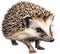 Common Hedgehog. Close-up image of Common Hedgehog. Generative AI.