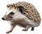 Common Hedgehog. Close-up image of Common Hedgehog. Generative AI.