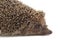 Common hedgehog, or  European hedgehog, also known as the West European hedgehog, lat. Erinaceus europaeus, isolated on white