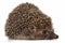 Common hedgehog, or  European hedgehog, also known as the West European hedgehog, lat. Erinaceus europaeus, isolated on white