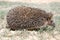 The common hedgehog or European hedgehog Erinaceus europaeus runs on the ground on a spring day in search of food.