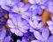 Common hepatica (Anemone hepatica)