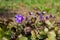 The Common hepatica (Anemone hepatica)