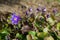 The Common hepatica (Anemone hepatica)