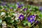 The Common hepatica (Anemone hepatica)