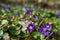 The Common hepatica (Anemone hepatica)