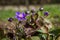 The Common hepatica (Anemone hepatica)