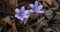 Common hepatica or anemone hepatica, blue blossom wild flower. Violet purple hepatica nobilis, first spring flower in the blurred