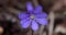 Common hepatica or anemone hepatica, blue blossom wild flower. Violet purple hepatica nobilis, first spring flower in the blurred