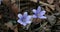 Common hepatica or anemone hepatica, blue blossom wild flower. Violet purple hepatica nobilis, first spring flower in the blurred