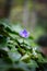 Common hepatica Anemone hepatica flower on the forest in spring