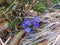 common hepatica, liverwort (Anemone hepatica) flowers