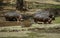 A common herd of Hippopotamus