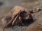 Common hermit crab, Pagurus bernhardus. Loch Long. Diving, Scotland