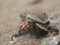 Common hermit crab, Pagurus bernhardus. Loch Long. Diving, Scotland