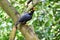 Common Hill Myna