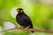 Common Hill Myna & x28;Gracula religiosa intermedia& x29;