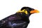 Common Hill Myna & x28;Gracula religiosa intermedia& x29;