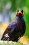 Common Hill Mynah