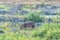 Common hippo grazing next to the Olifants River