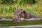 The common hippo Hippopotamus amphibius closing his big mouth, Murchison Falls National Park, Uganda.