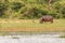 The common hippo Hippopotamus amphibius on land grazing, Murchison Falls National Park, Uganda.