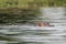 The common hippo Hippopotamus amphibius, Murchison Falls National Park, Uganda.