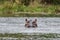 The common hippo Hippopotamus amphibius, Murchison Falls National Park, Uganda.