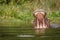 The common hippo Hippopotamus amphibius opening his big mouth, Murchison Falls National Park, Uganda.