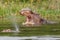 The common hippo Hippopotamus amphibius opening his big mouth, Murchison Falls National Park, Uganda.