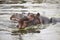 Common Hippopotamus Calf